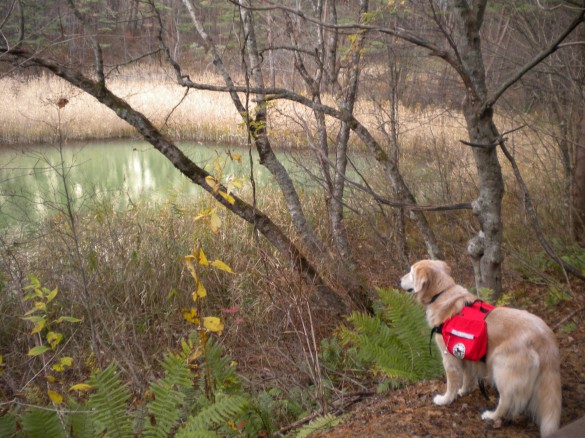 五色沼トレッキング 五色沼トレッキング