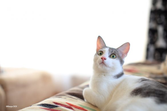 預かり猫のしろがねくん