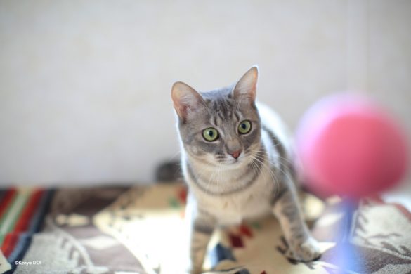 預かり猫のこはくちゃん