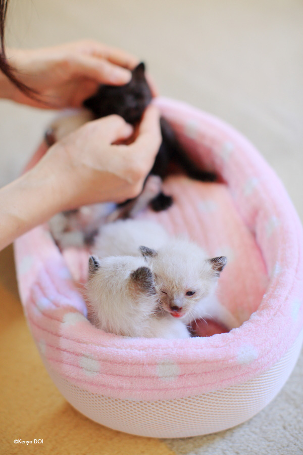 乳飲み子4きょうだい