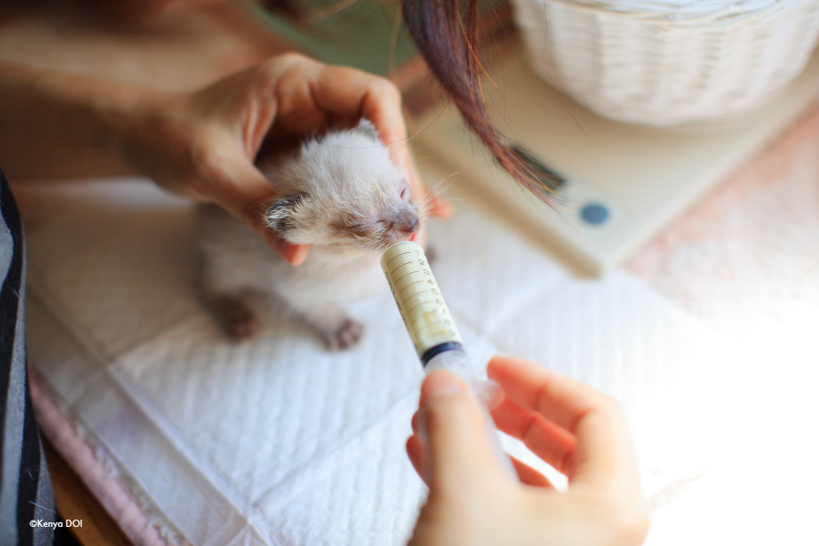 チュチュチュチュチュー!!