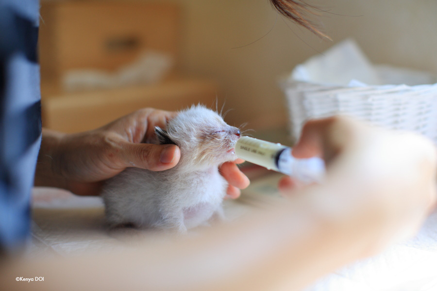 ミルクボランティア