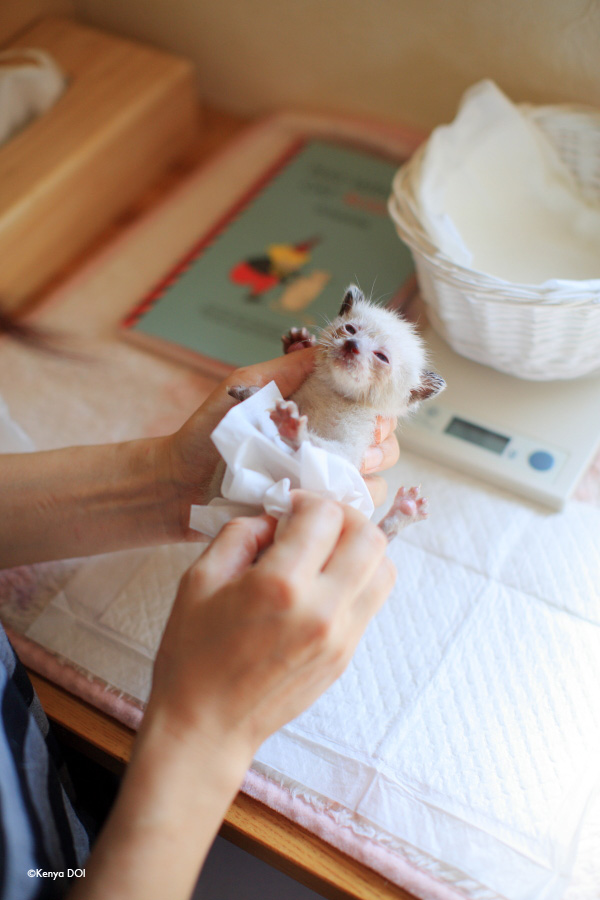 トントントン。排泄を促します