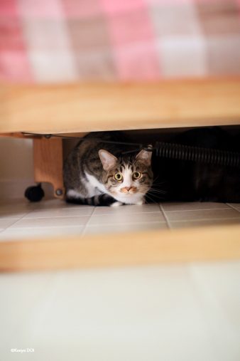 ベッドの下からこんにちは。まだまだ人見知りな猫