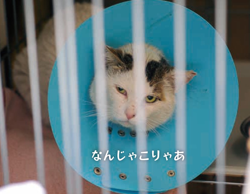 首にエリマキをつけられたぽー