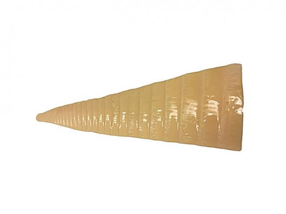 やわらか穂先たけのこ