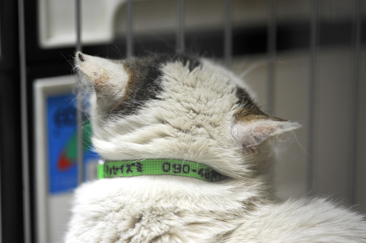 「キョセイズミ」と書いた首輪に、私の携帯番号も