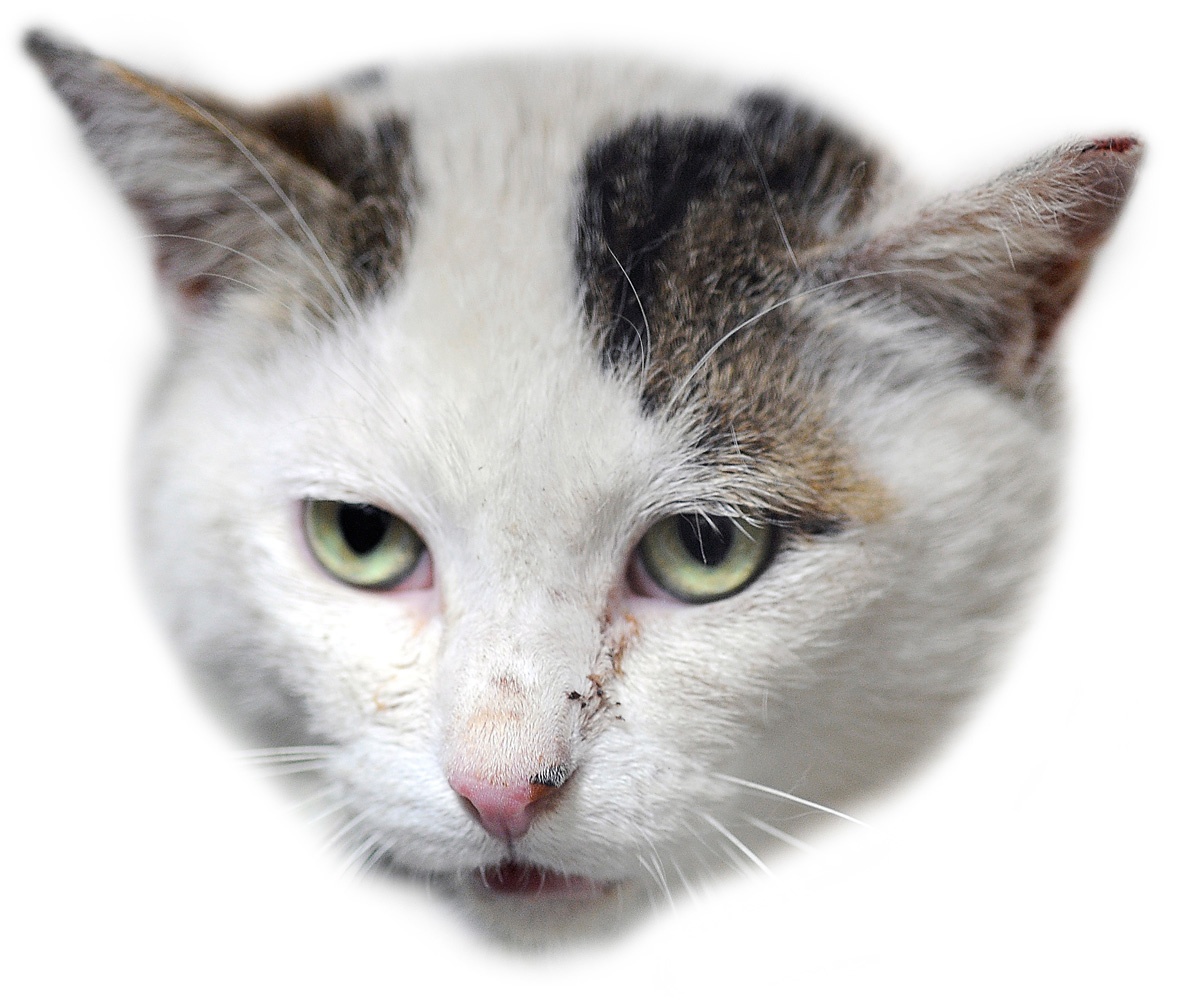 まっぴらごめんだニャ