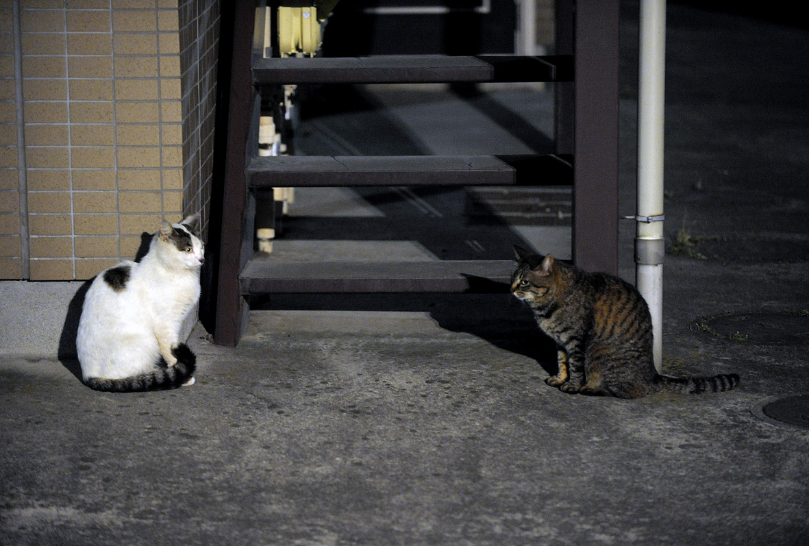 ミヨコさまとチー