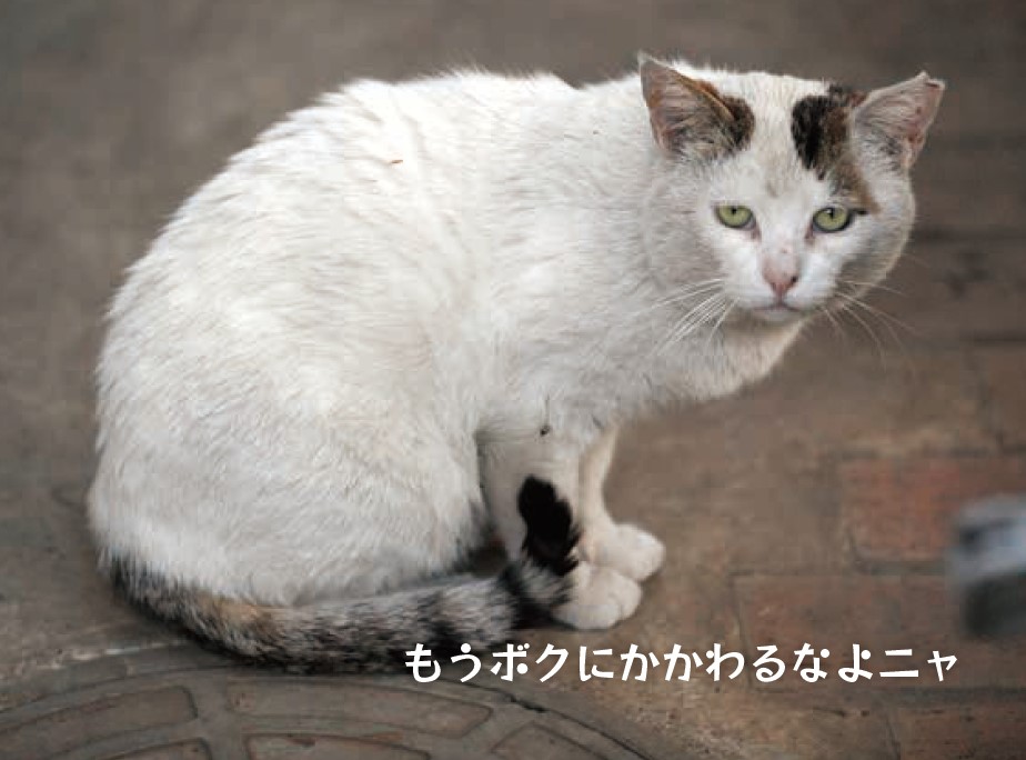 もうかかわるなよにゃ