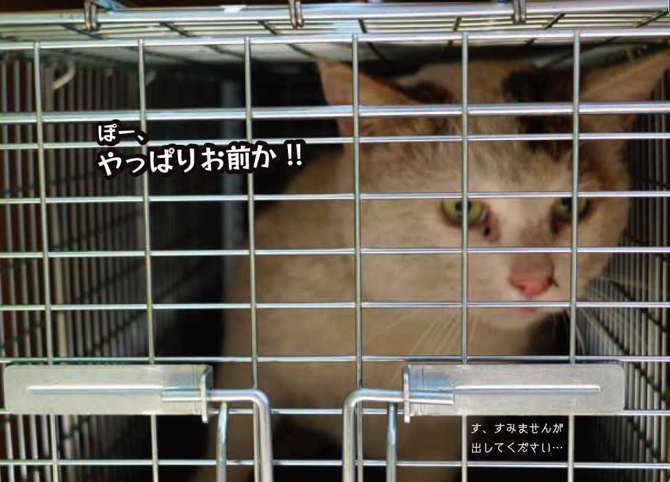 中に入っていたのはぽー