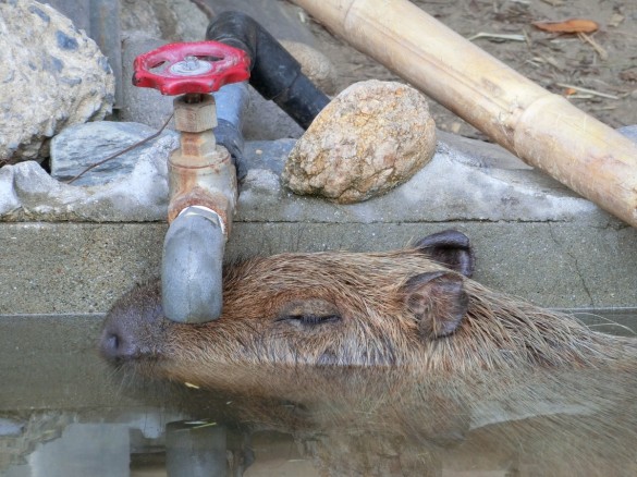 カピバランド　カピバラ