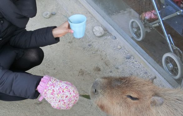 カピバランド　エサやり