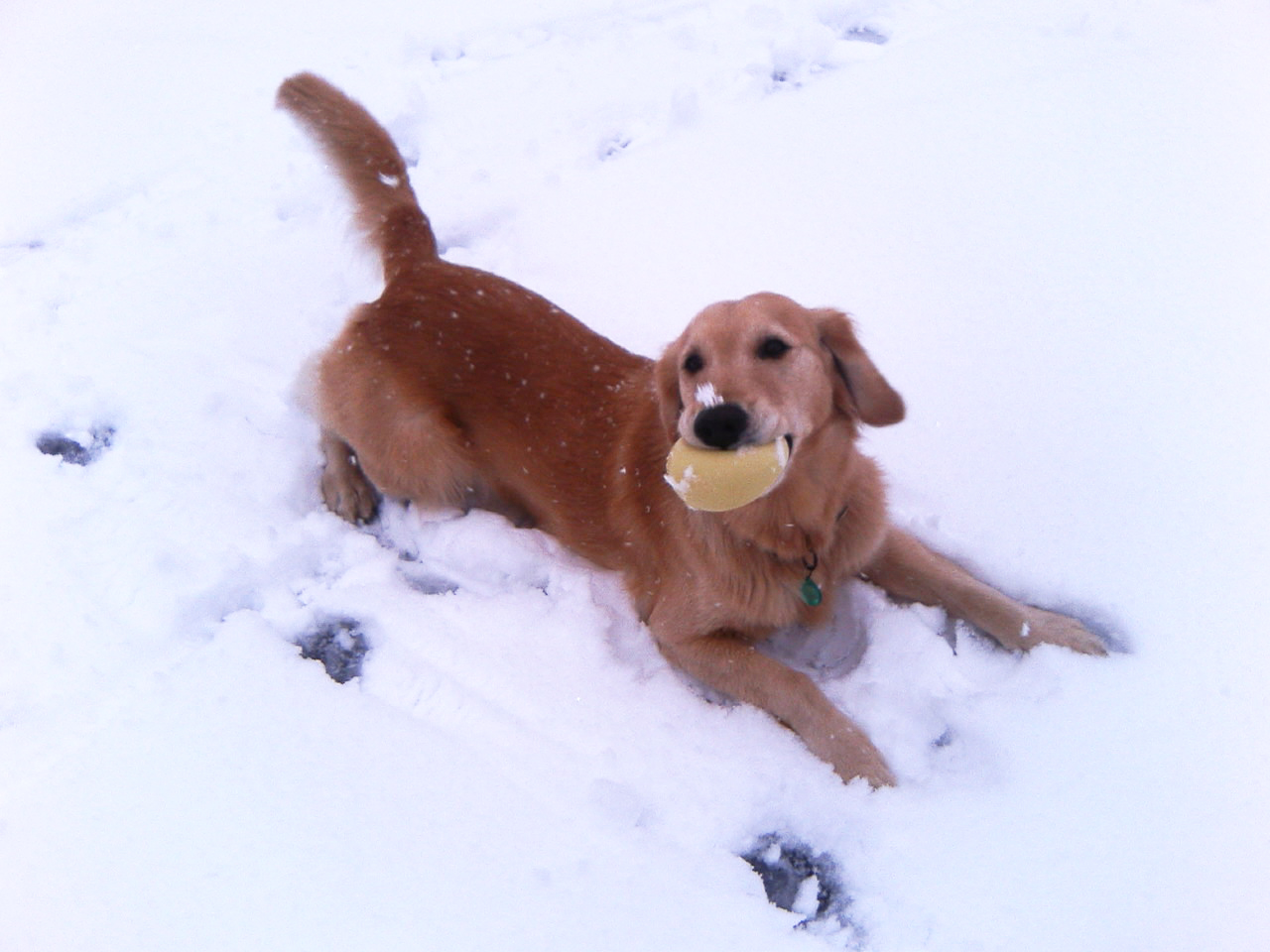 元気だったころ、雪の上で遊ぶケフィ