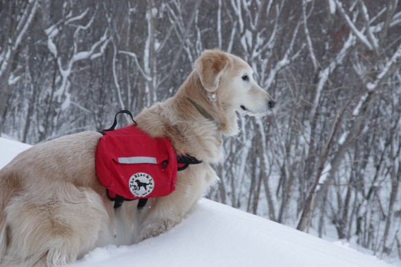 雪山のケフィ 雪山のケフィ