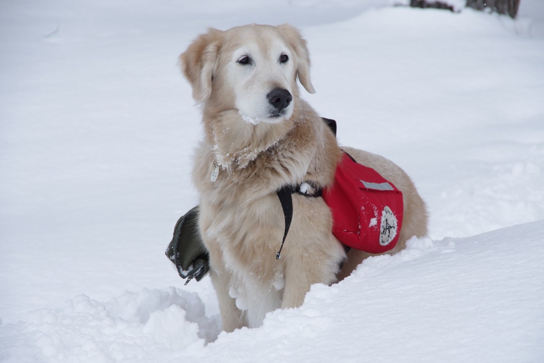 元気だったケフィ