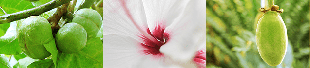 リリナとハワイ