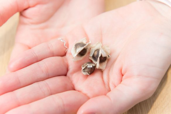 モリンガの種 モリンガの種