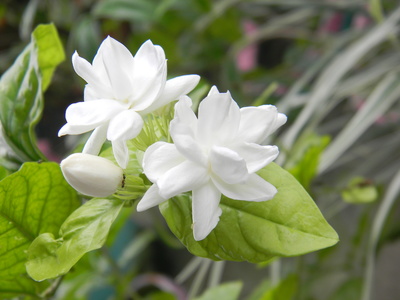 サンパギータの花 サンパギータの花