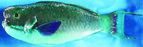 ナンヨウブダイ:沖縄では「いらぶちゃー」 ナンヨウブダイ:沖縄では「いらぶちゃー」