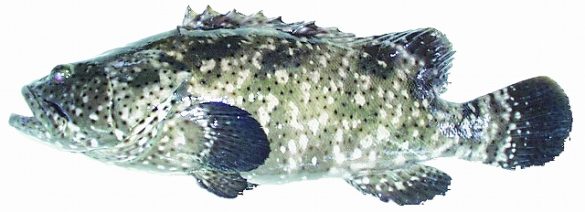 ヤイトハタ:沖縄では「みーばい」 ヤイトハタ:沖縄では「みーばい」