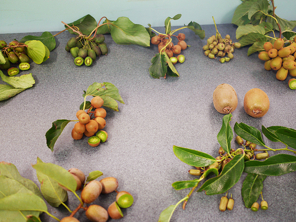 キウイフルーツ（たくさんの品種）