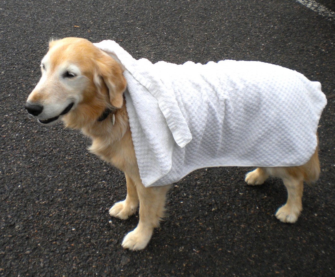 バスタオルにくるまれたケフィ