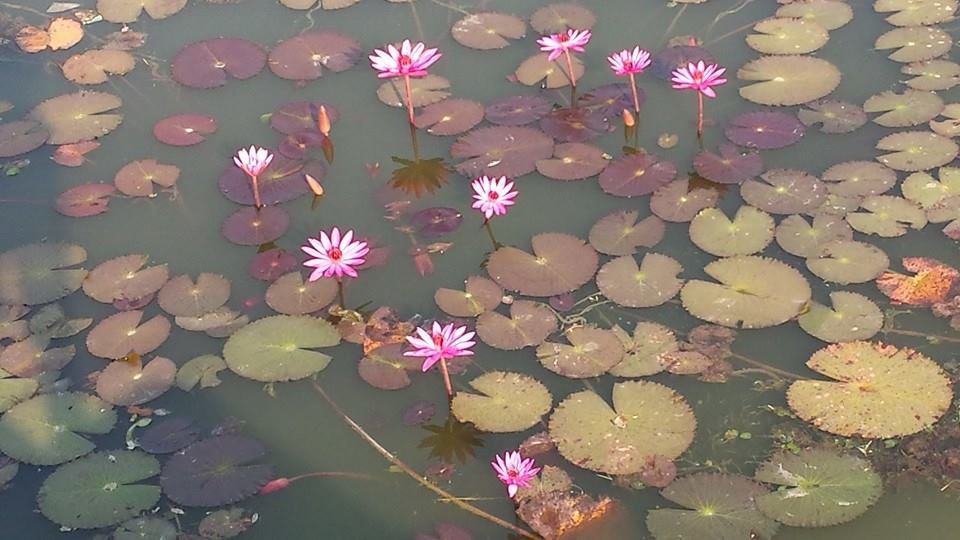 アンコールワットの池