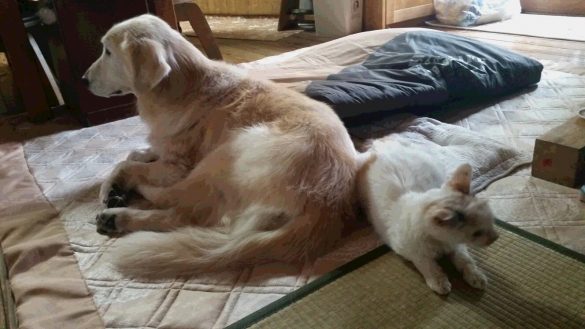 ケフィとでんすけ