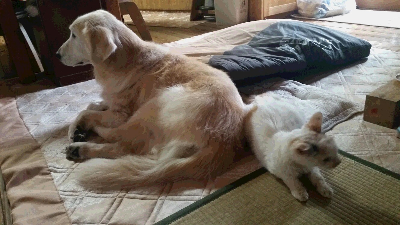 ケフィとでんすけ