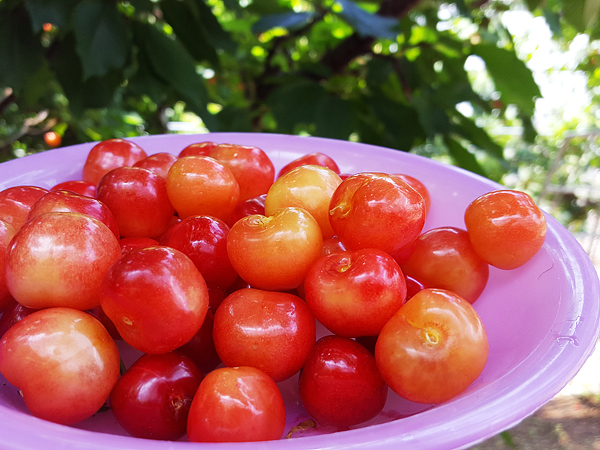 さくらんぼ　チェリー