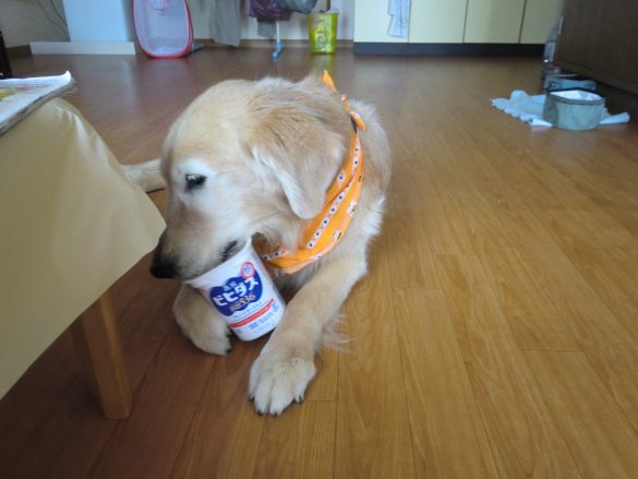 宮古島でのケフィ