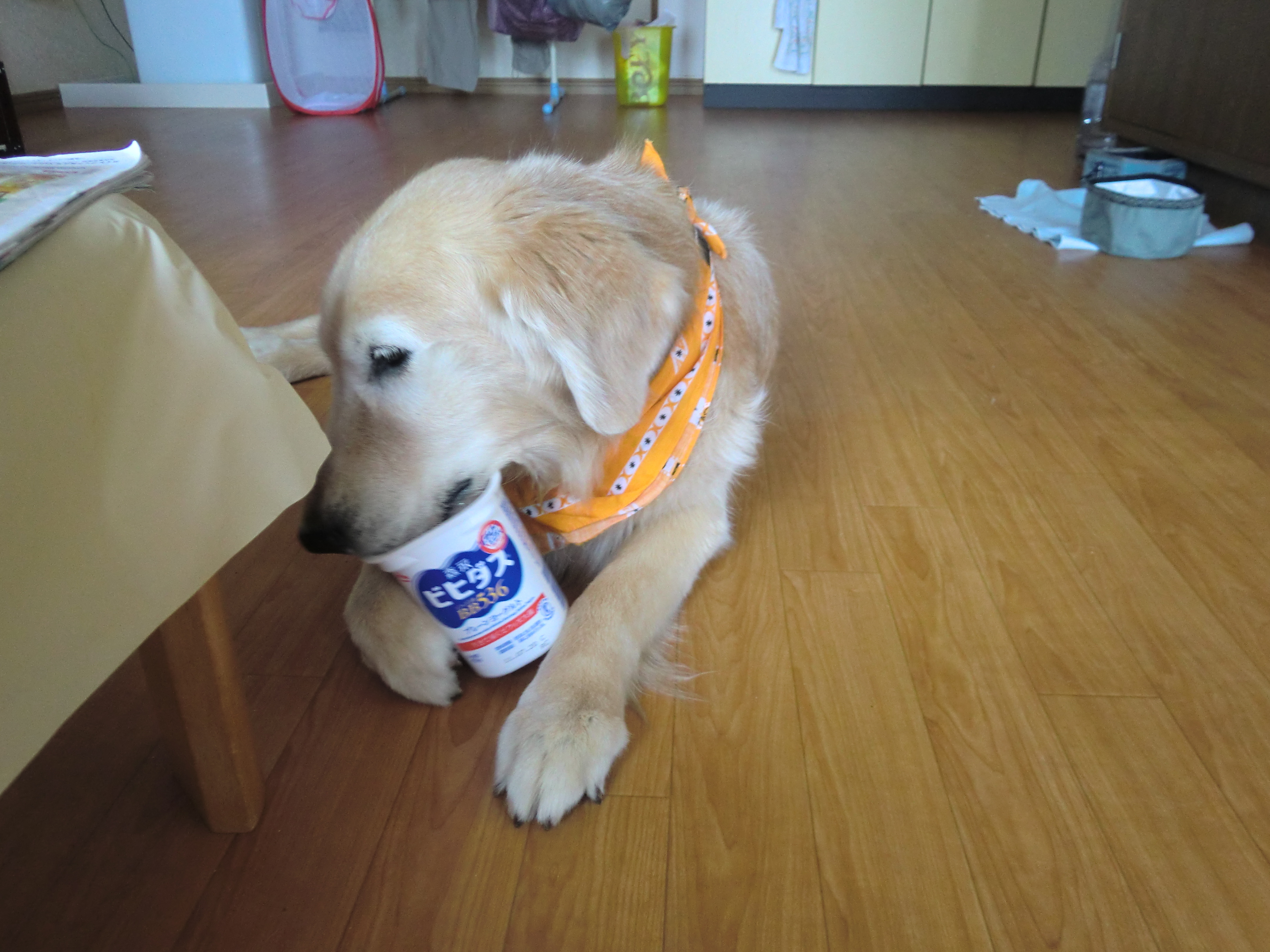 宮古島でのケフィ