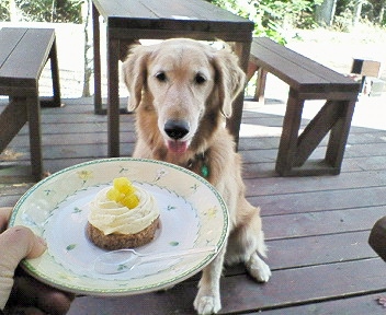 ケーキを見つめるケフィ