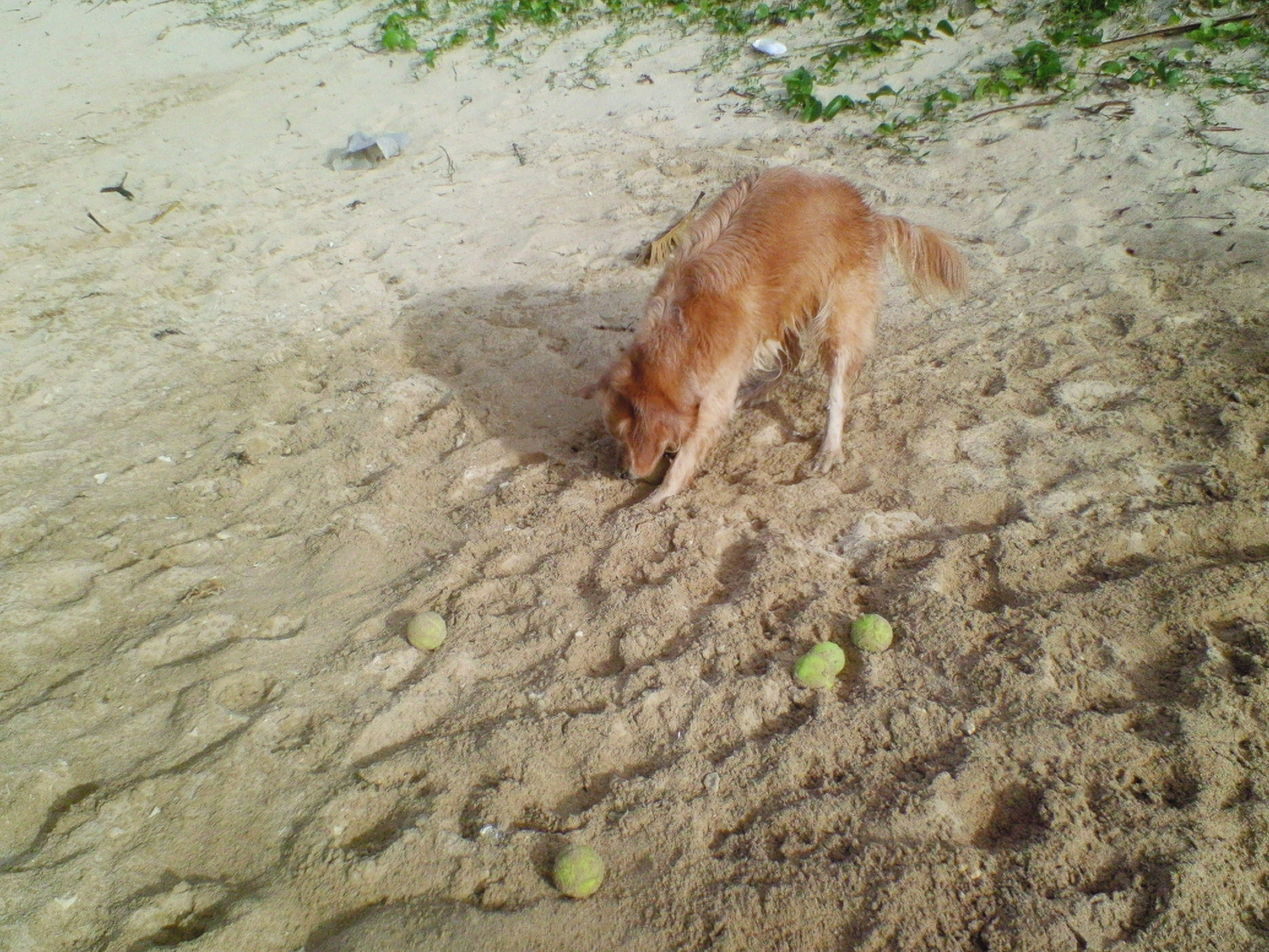 テニスボールとケフィ