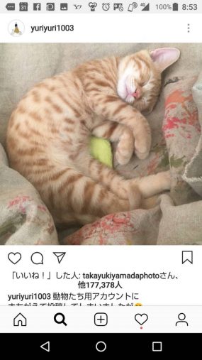 インスタ疲れで休止可能性もある石田ゆり子のネコ写真にも「いいね!」