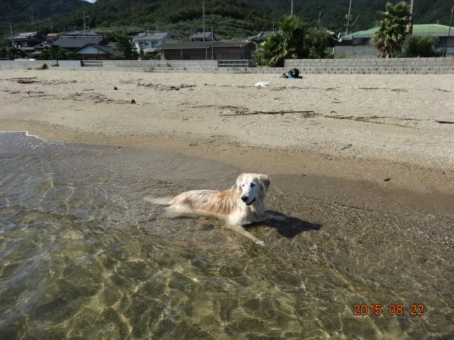 小豆島の海に浸かるケフィ