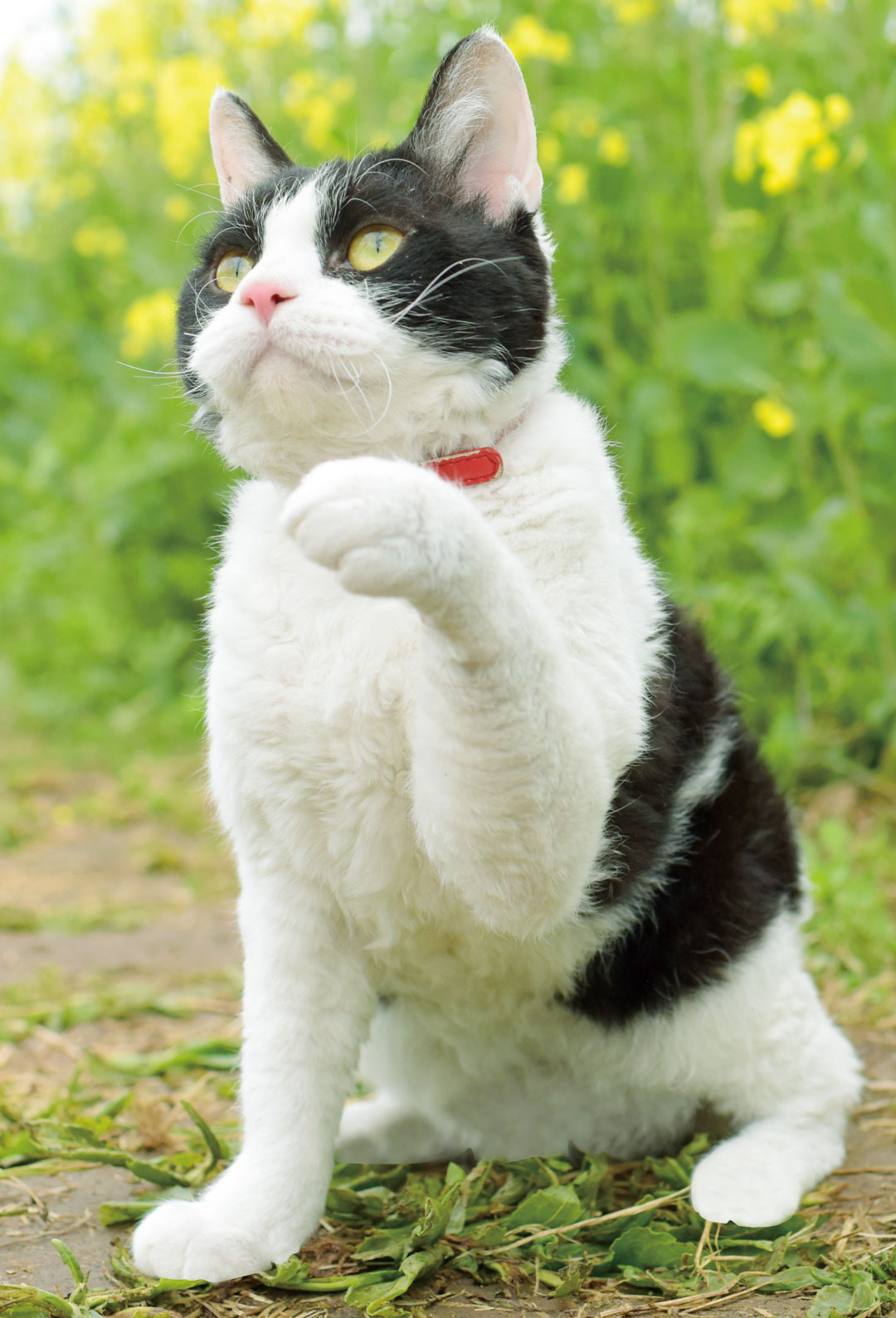 『旅猫リポート』より