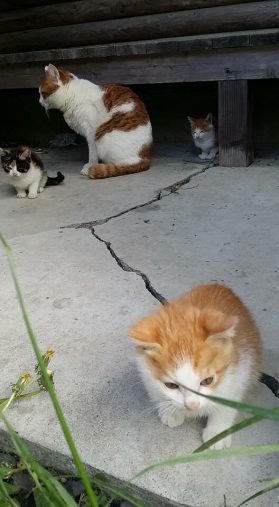 保護した当時の茶色さん