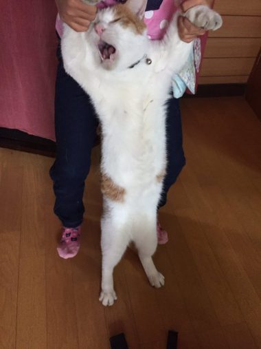 人間らしい茶色さん