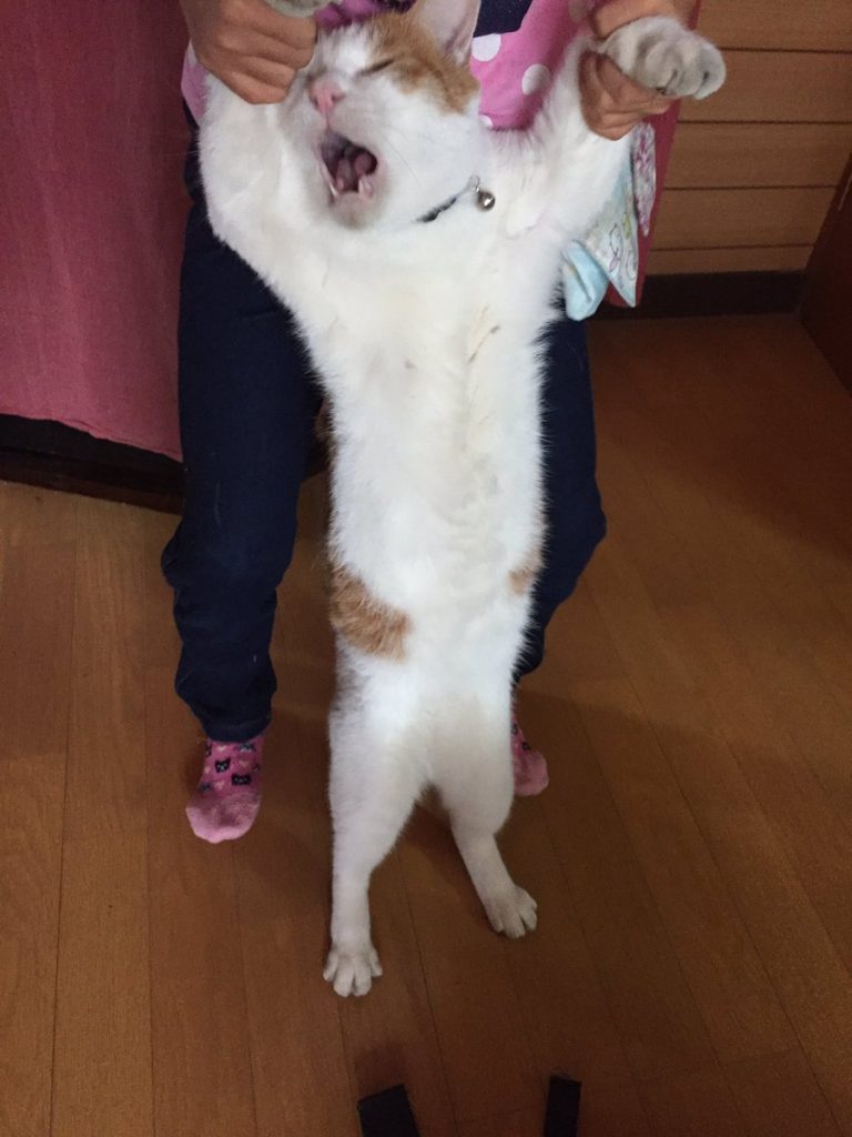 人間らしい茶色さん