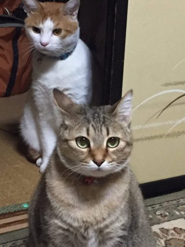 茶色さんとお嬢ちゃん