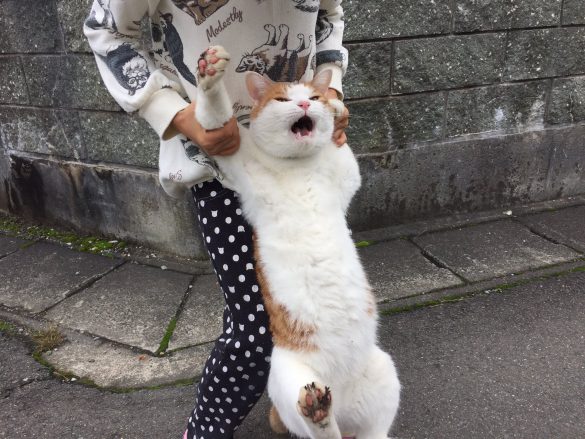 ちゃんねこ ローカルライター