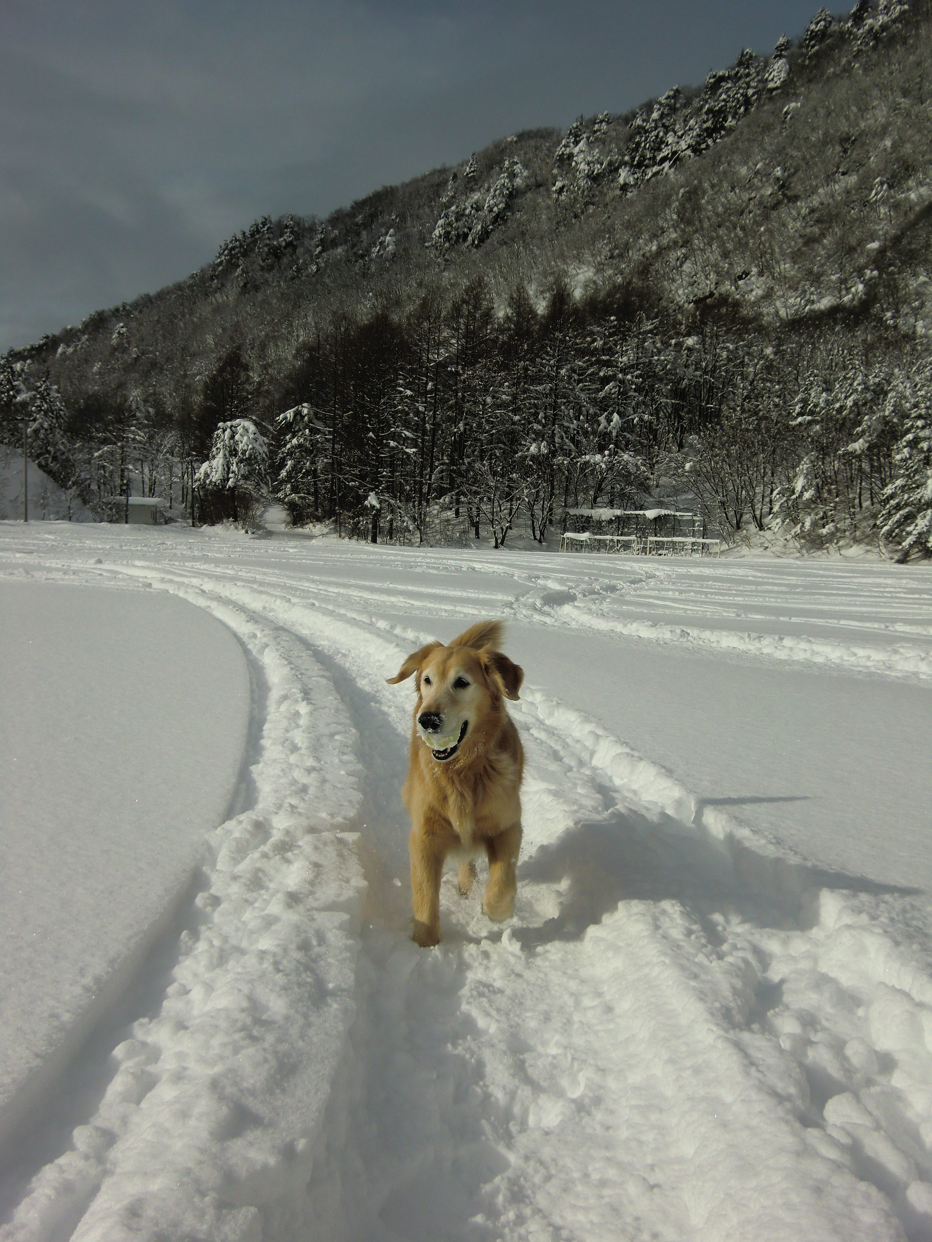 雪の中で遊ぶケフィ