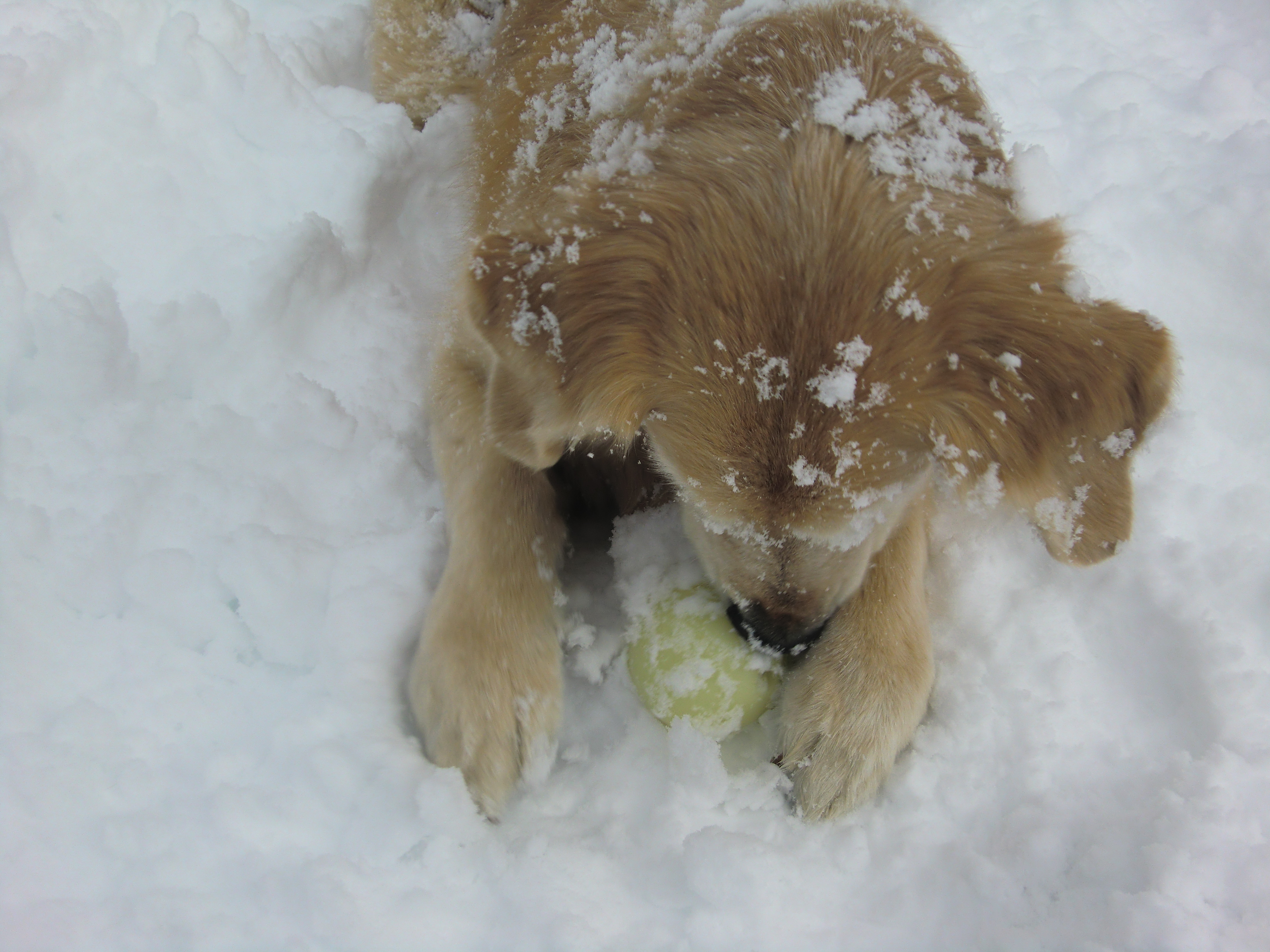 雪にまみれてボールをくわえるケフィ
