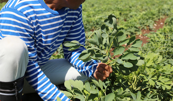 ボタンボウフウ