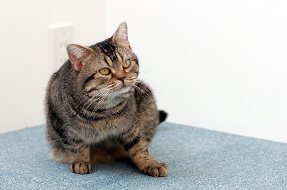 『ねことじいちゃん』５