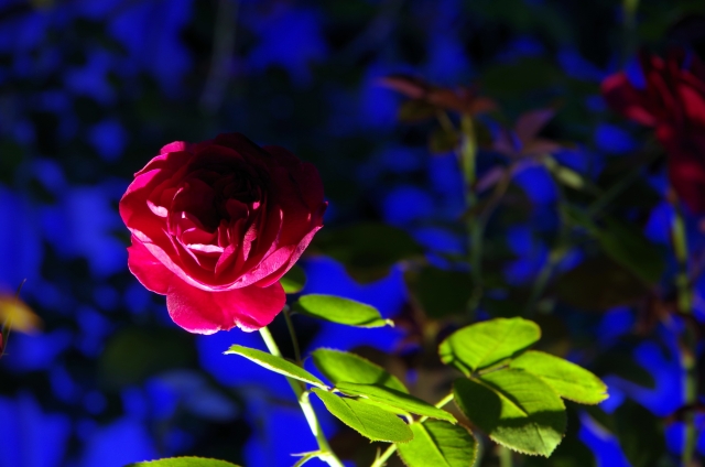 ハプニングバーっぽいバラ