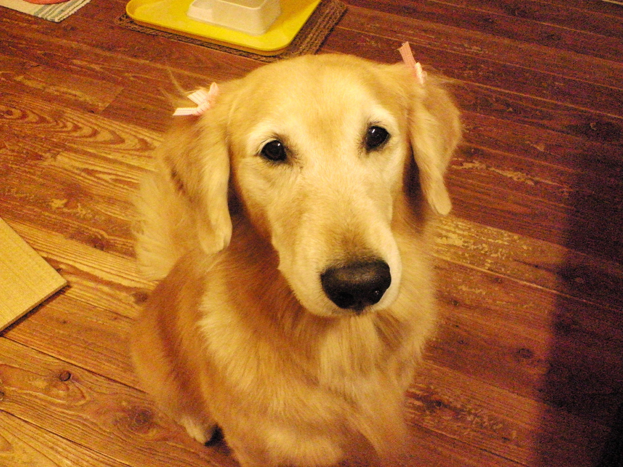 ゴールデン・レトリーバー「ケフィ」