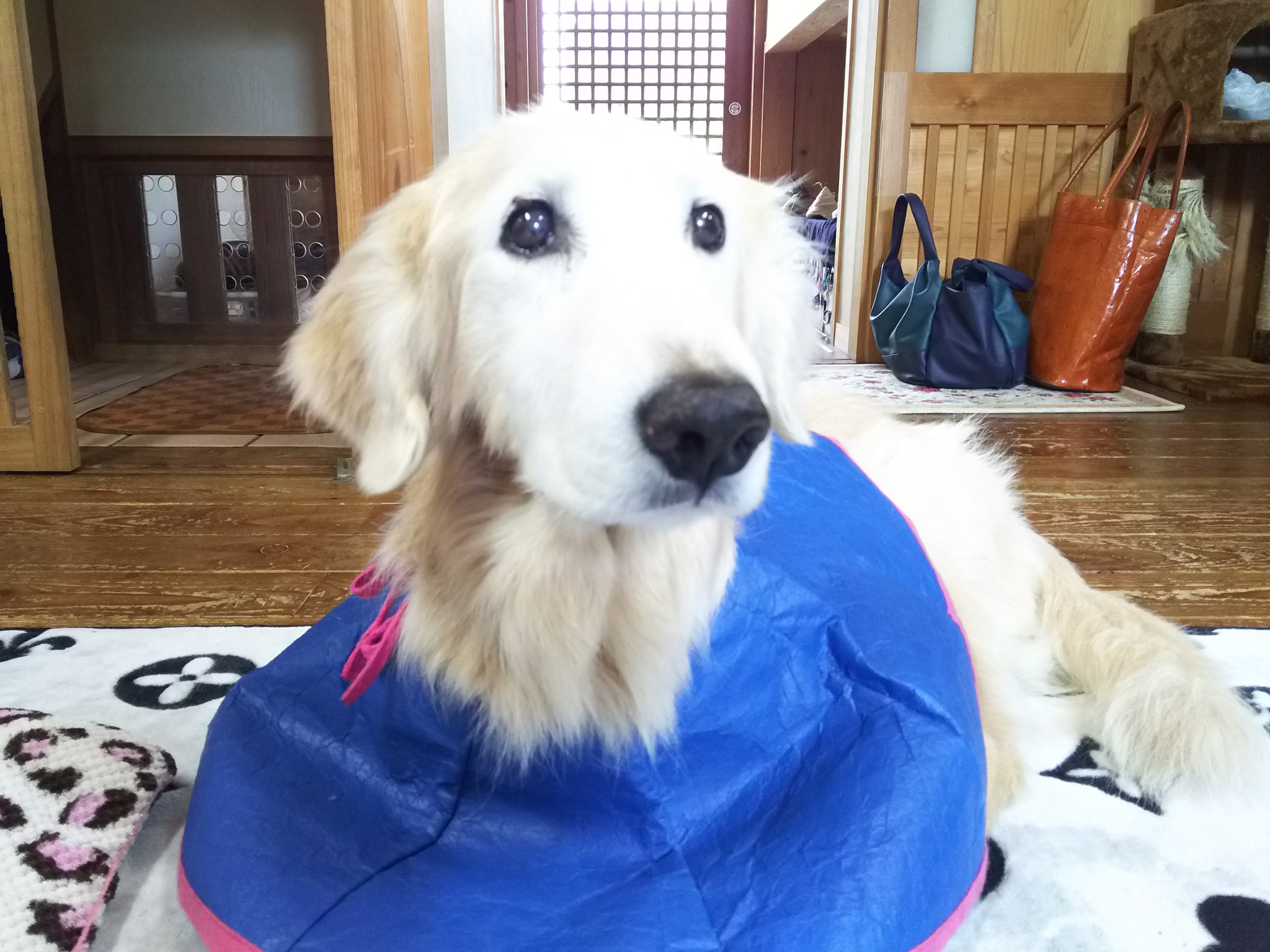 ゴールデン・レトリーバー「ケフィ」